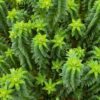 Chamaecyparis thyoides - Cyprysik żywotnikowaty El Paso