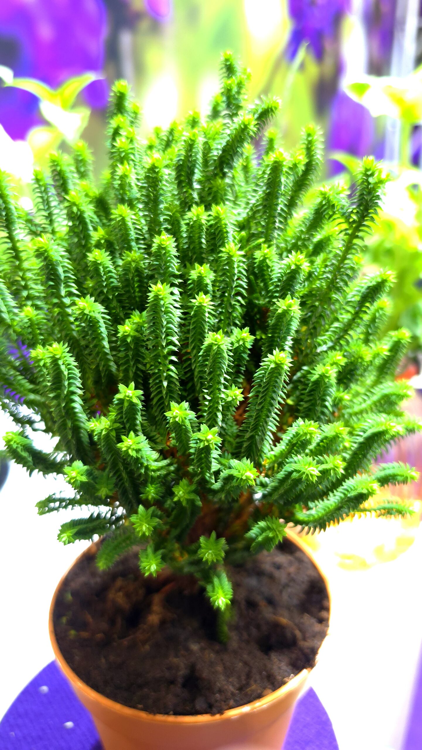 Chamaecyparis thyoides - Cyprysik żywotnikowaty El Paso - obrazek 9