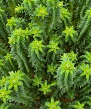 Chamaecyparis thyoides - Cyprysik żywotnikowaty El Paso wysyłka po 10.09.2026