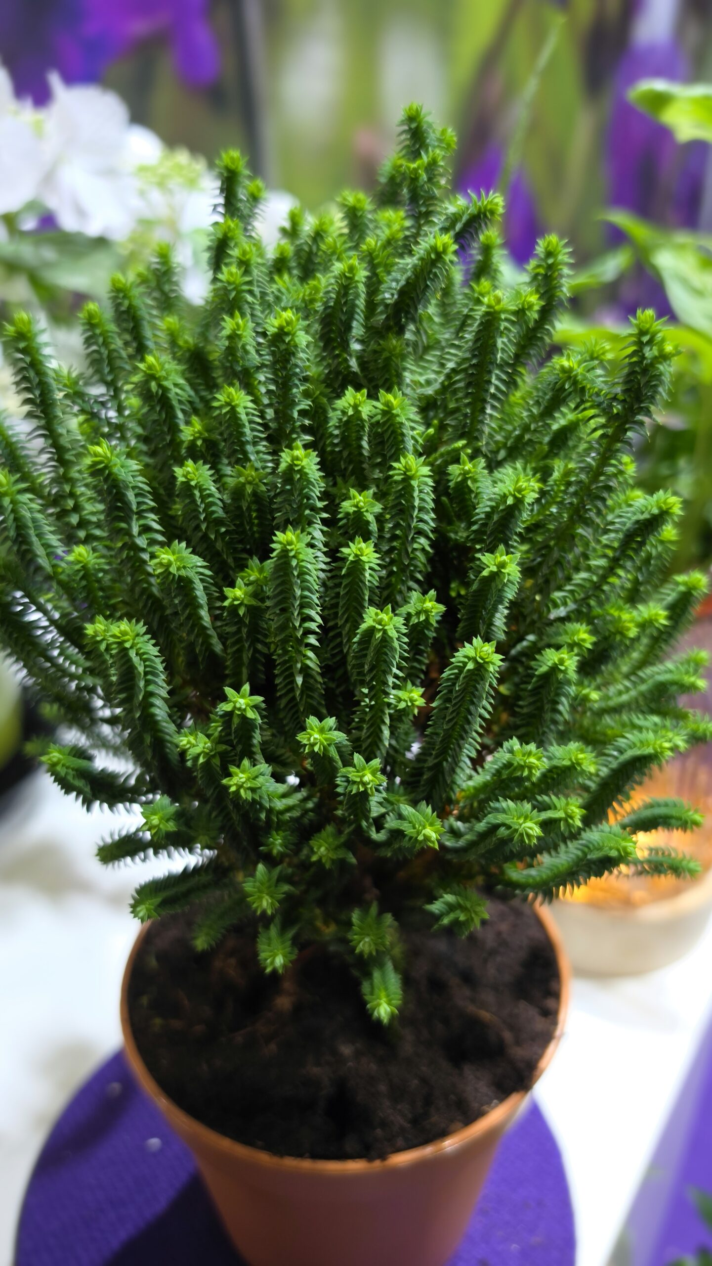 Chamaecyparis thyoides - Cyprysik żywotnikowaty El Paso - obrazek 12