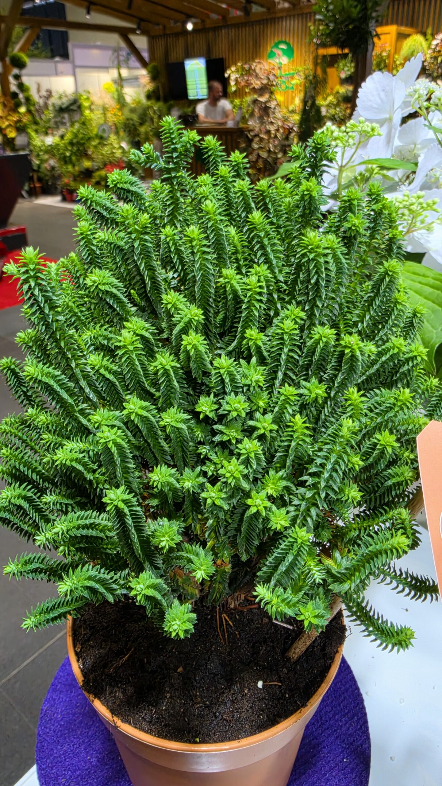 Chamaecyparis thyoides - Cyprysik żywotnikowaty El Paso - obrazek 13
