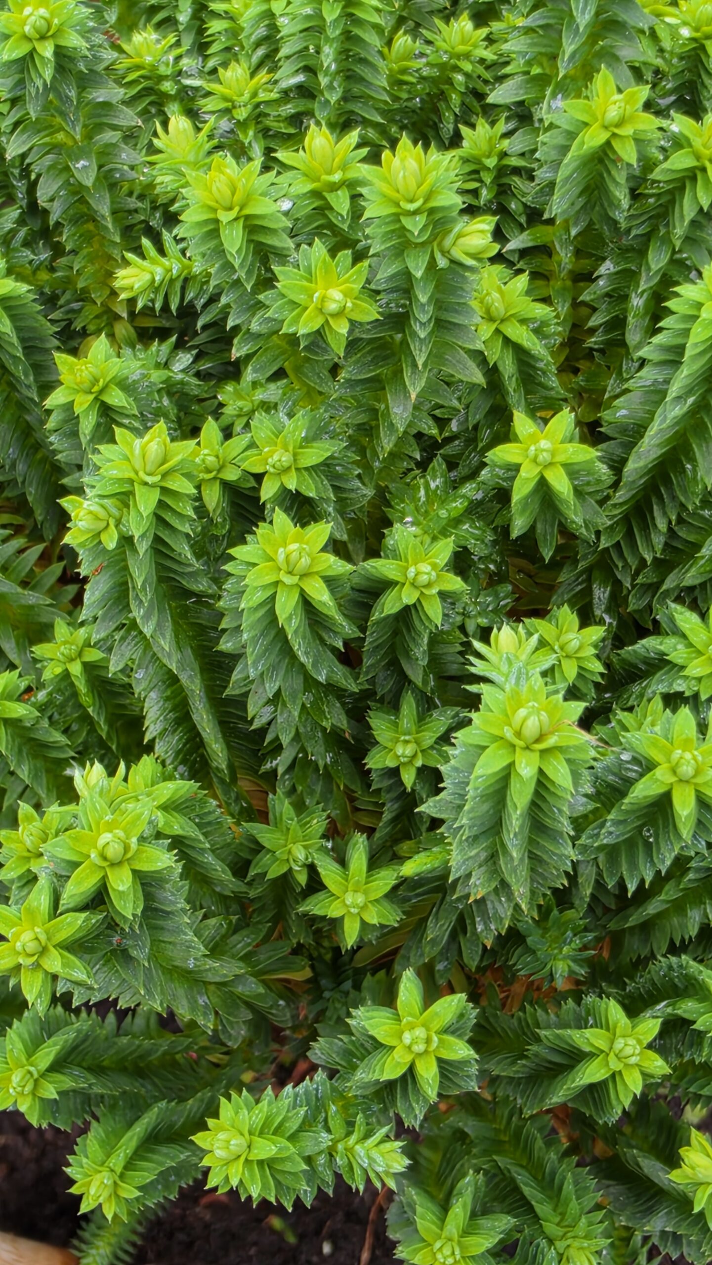 Chamaecyparis thyoides - Cyprysik żywotnikowaty El Paso