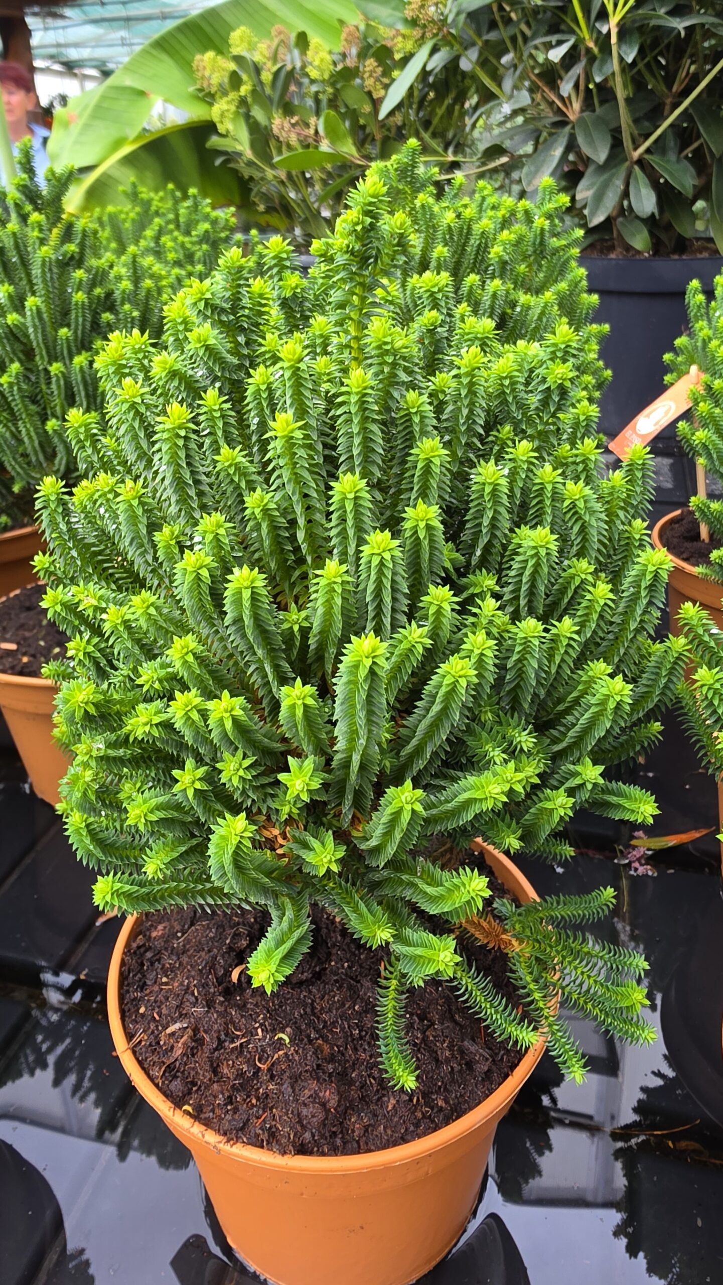 Chamaecyparis thyoides - Cyprysik żywotnikowaty El Paso - obrazek 5