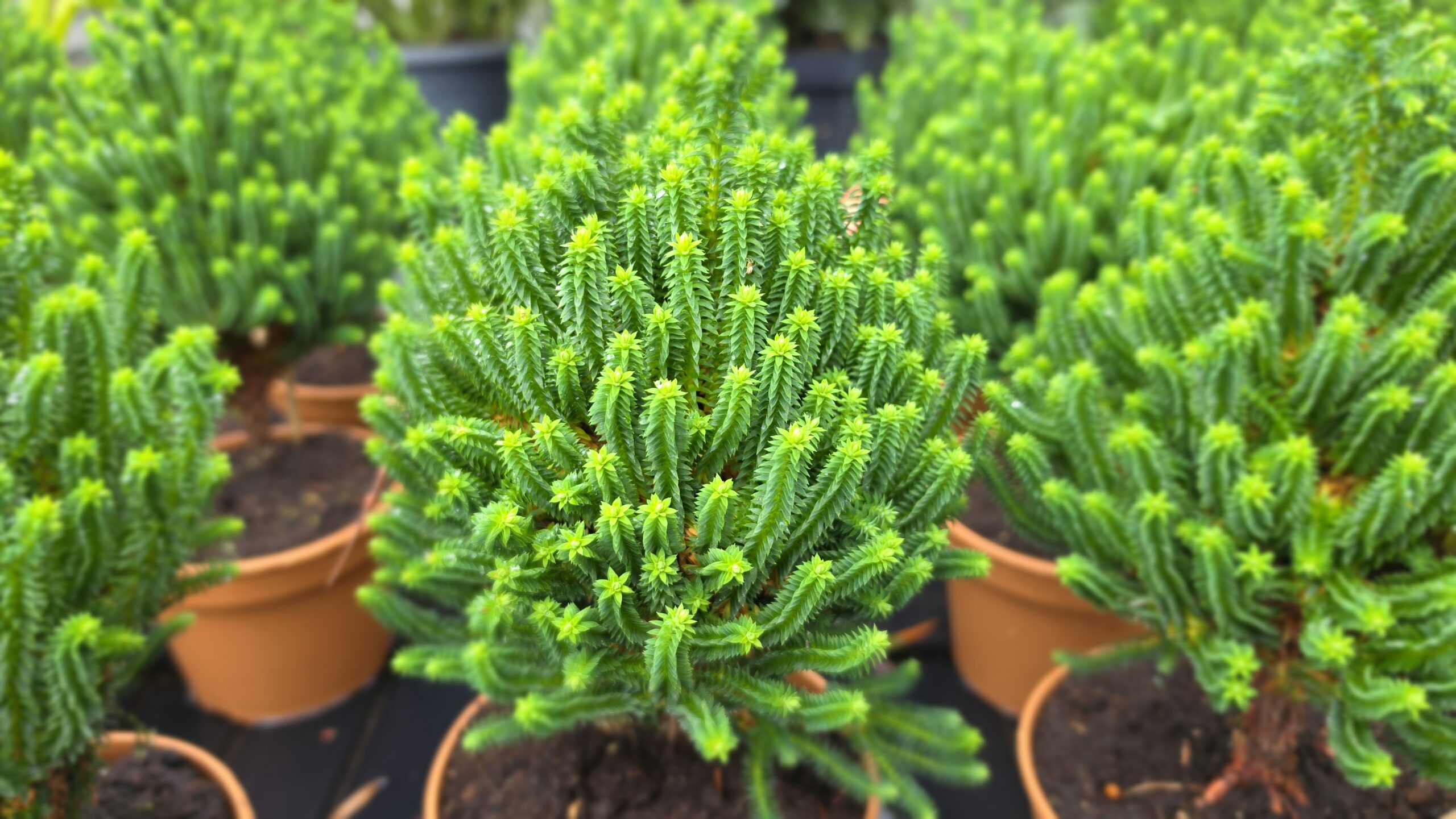 Chamaecyparis thyoides - Cyprysik żywotnikowaty El Paso - obrazek 7
