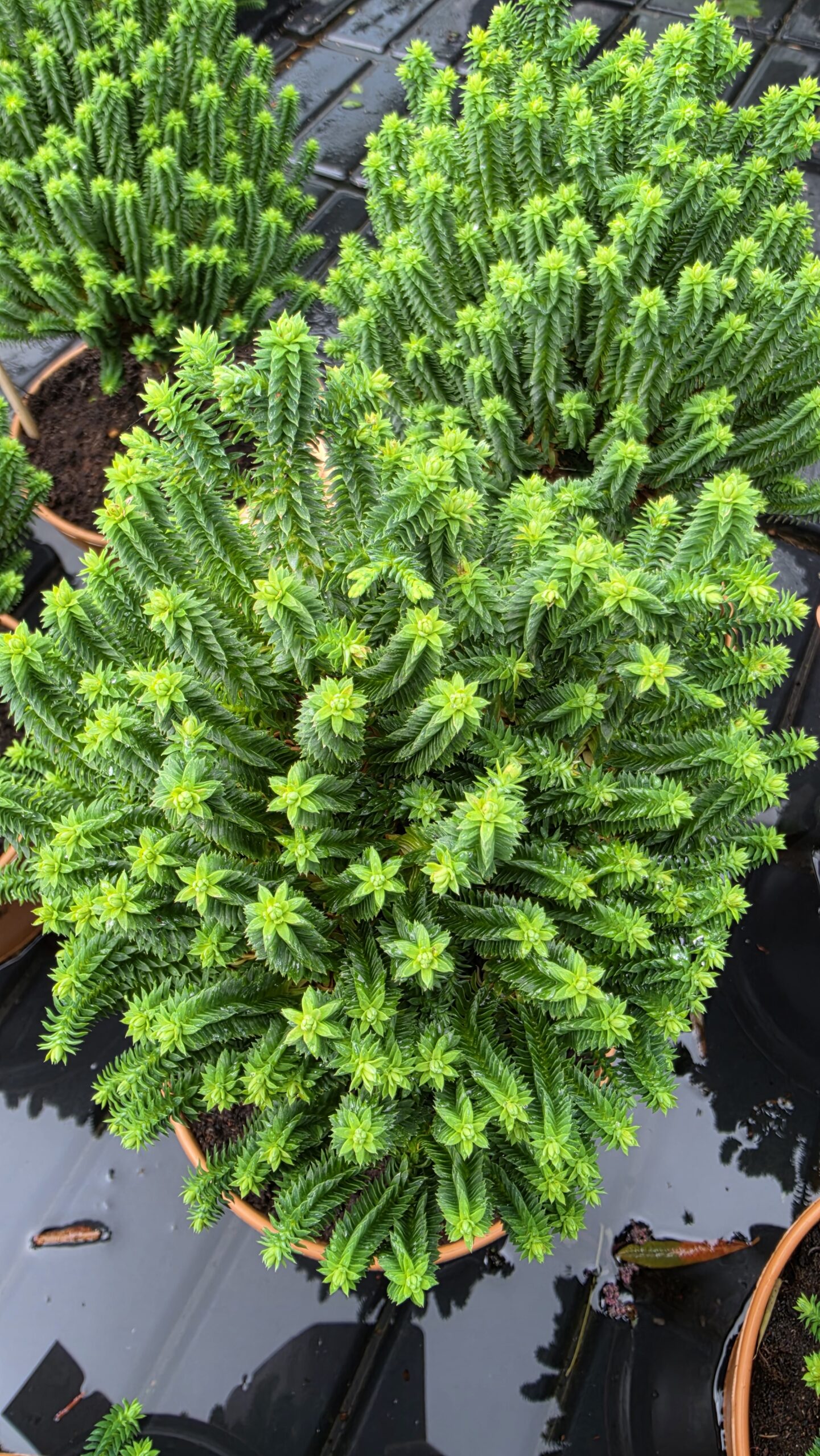 Chamaecyparis thyoides - Cyprysik żywotnikowaty El Paso - obrazek 8