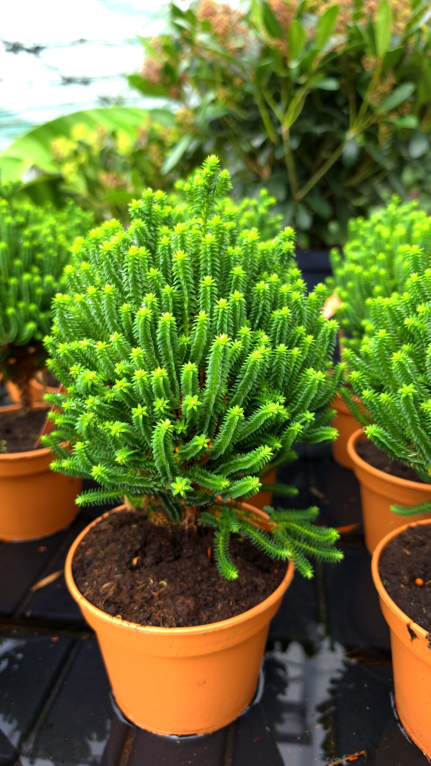 Chamaecyparis thyoides - Cyprysik żywotnikowaty El Paso - obrazek 10
