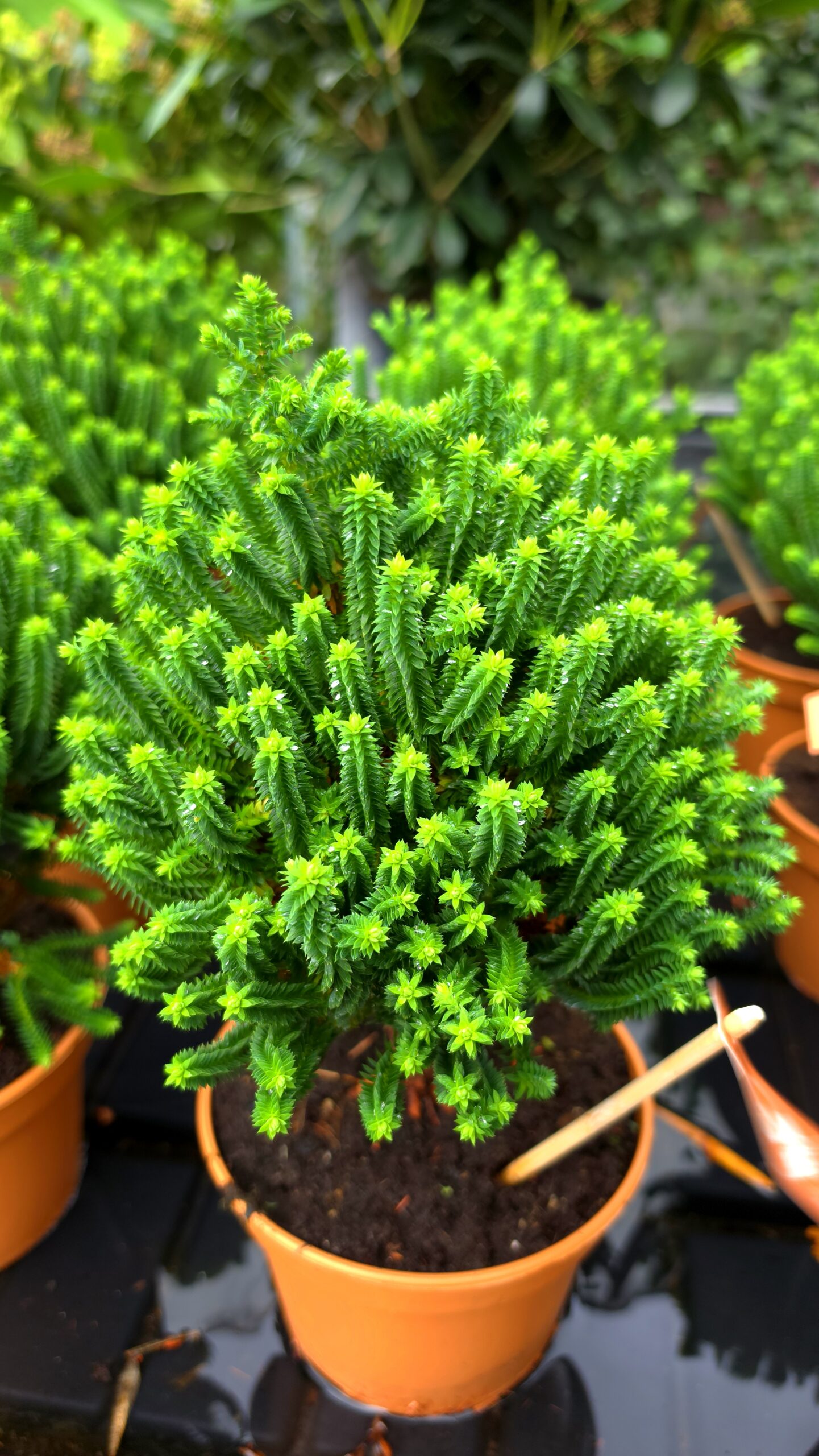 Chamaecyparis thyoides - Cyprysik żywotnikowaty El Paso - obrazek 11