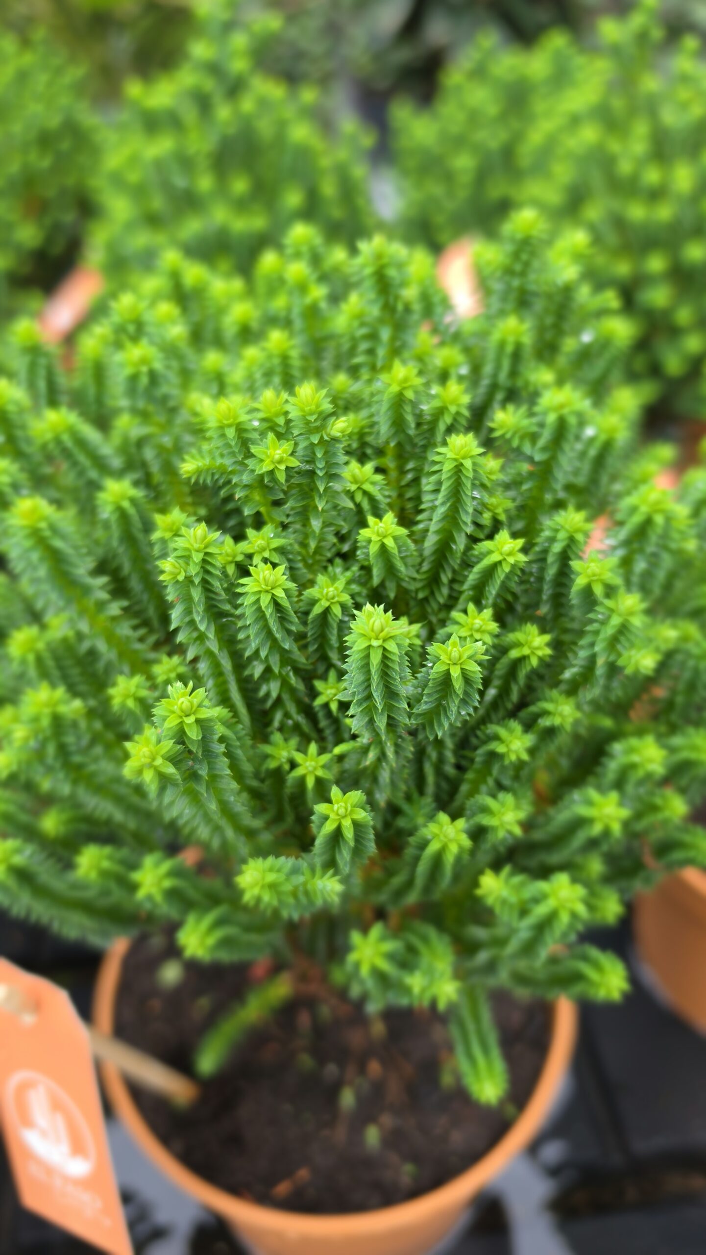 Chamaecyparis thyoides - Cyprysik żywotnikowaty El Paso - obrazek 3