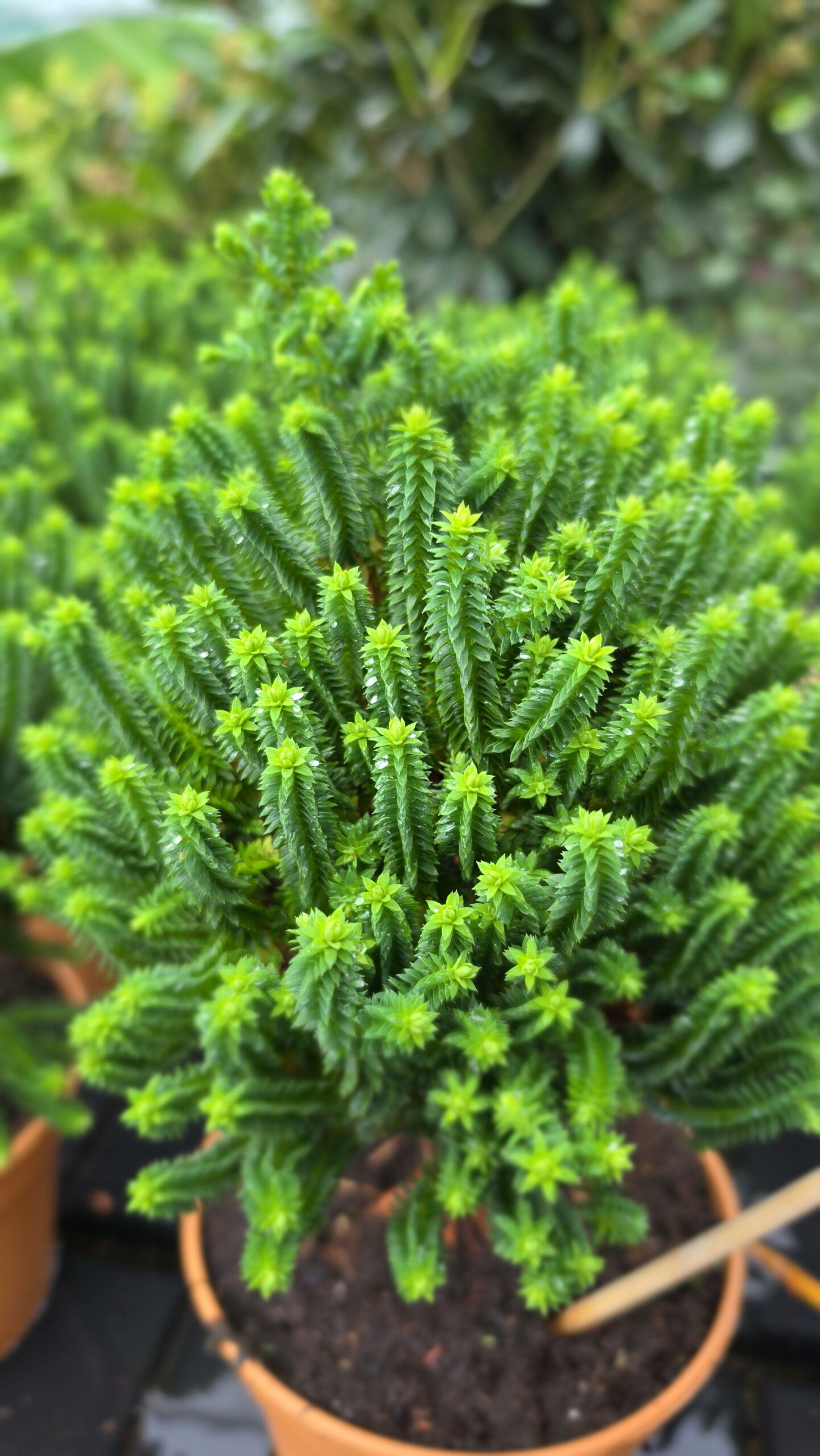 Chamaecyparis thyoides - Cyprysik żywotnikowaty El Paso - obrazek 14