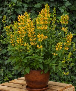 Agastache - Kłosowiec Kudos Yellow