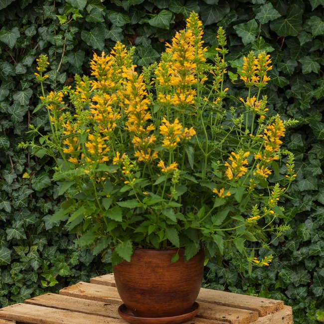 Agastache - Kłosowiec Kudos Yellow