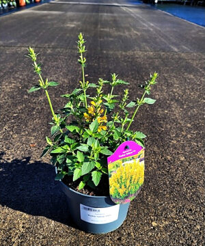 Agastache - Kłosowiec Kudos Yellow - obrazek 2