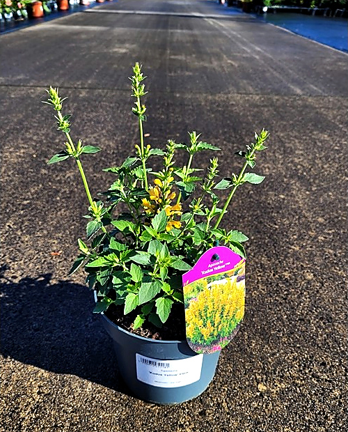 Agastache - Kłosowiec Kudos Yellow - obrazek 2