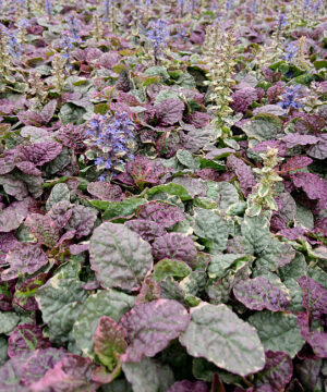 Ajuga reptans - Dąbrówka rozłogowa Burgundy Glow - obrazek 2