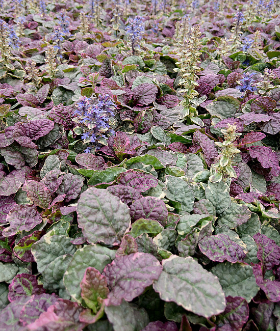 Ajuga reptans - Dąbrówka rozłogowa Burgundy Glow - obrazek 2