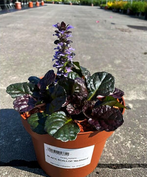 Ajuga reptans - Dąbrówka rozłogowa Black Scallop