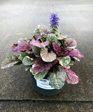 Ajuga reptans - Dąbrówka rozłogowa Burgundy Glow