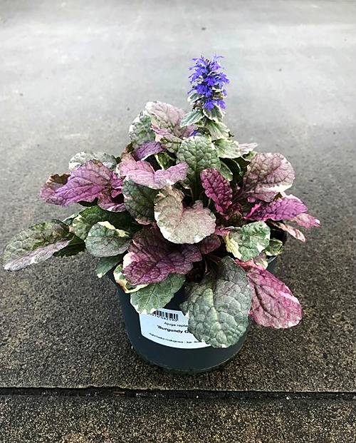 Ajuga reptans - Dąbrówka rozłogowa Burgundy Glow