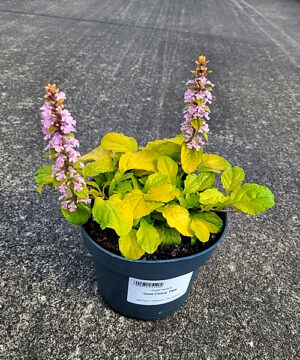 Ajuga reptans - Dąbrówka rozłogowa Gold Chang