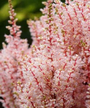 Astilbe - Tawułka Look At Me