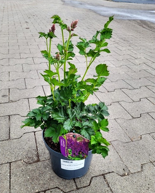Astilbe chinensis - Tawułka chińska Black Pearls - obrazek 2