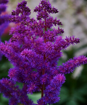 Astilbe chinensis - Tawułka chińska Black Pearls