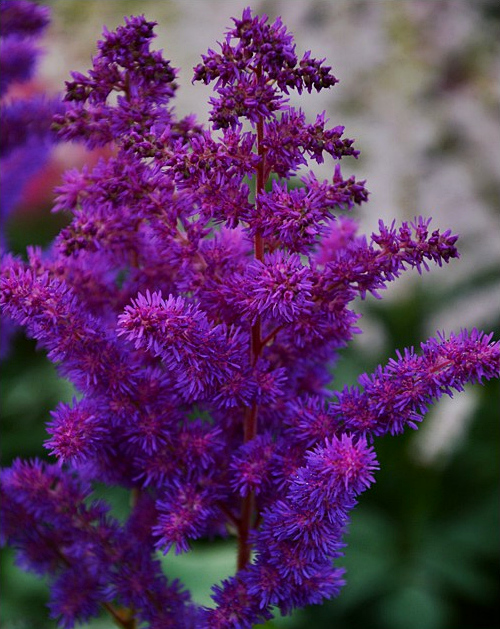 Astilbe chinensis - Tawułka chińska Black Pearls