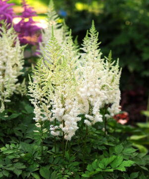 Astilbe chinensis - Tawułka chińska Ivory Pearls