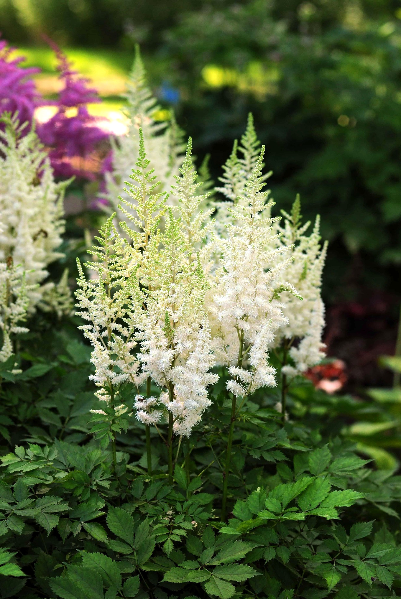 Astilbe chinensis - Tawułka chińska Ivory Pearls