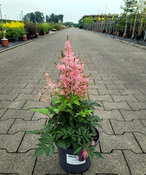 Astilbe - Tawułka Lovely Day - obrazek 2