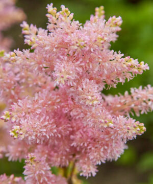 Astilbe - Tawułka Lovely Day
