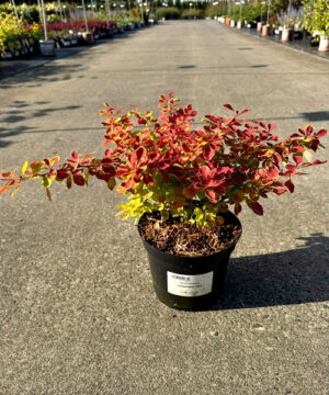 Berberis thunbergii - Berberys thunberga Desperados