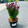 Berberis thunbergii - Berberys thunberga Figa