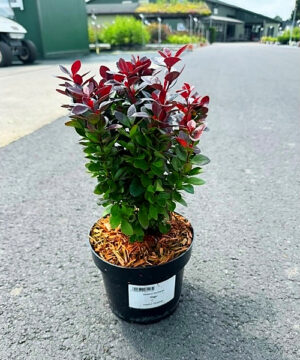 Berberis thunbergii - Berberys thunberga Figa