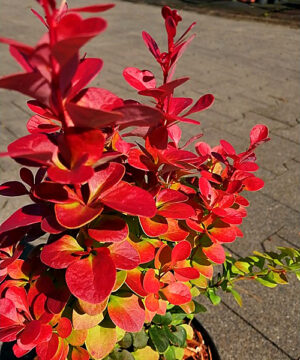 Berberis thunbergii - Berberys thunberga Florence