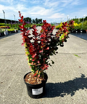 Alternative view of Berberis thunbergii - Berberys thunberga Florence