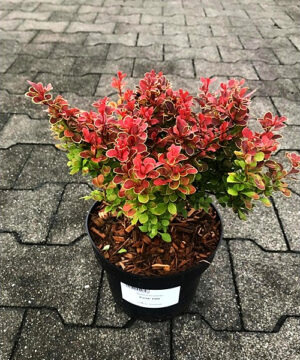Berberis thunbergii - Berberys thunberga Karlik