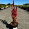 Berberis thunbergii - Berberys thunberga Lava