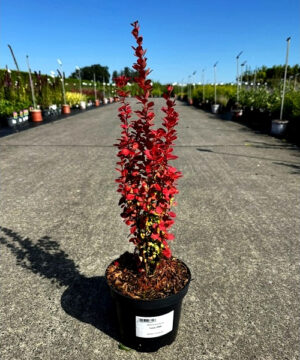 Berberis thunbergii - Berberys thunberga Lava