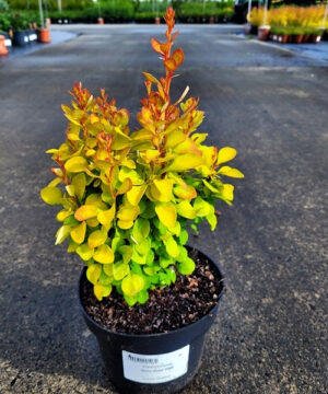 Berberis thunbergii - Berberys thunberga Neon Gold