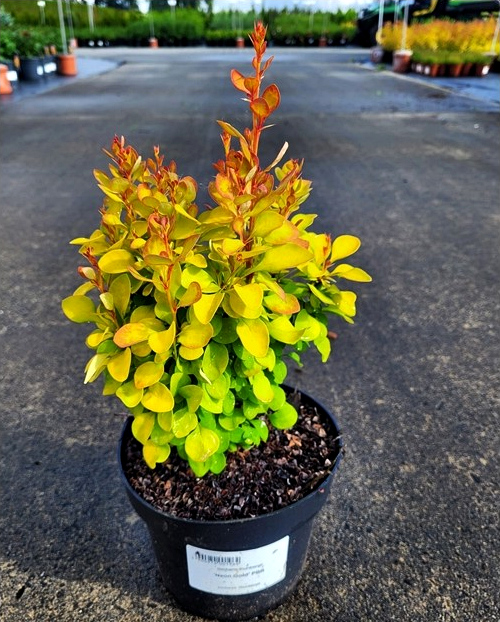 Berberis thunbergii - Berberys thunberga Neon Gold