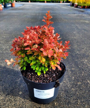 Berberis thunbergii - Berberys thunberga Red Hot Chilli