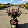 Berberis thunbergii - Berberys thunberga Red Pillar
