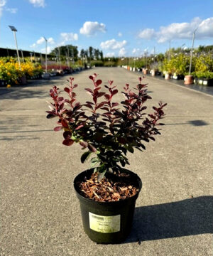 Berberis thunbergii - Berberys thunberga Red Pillar