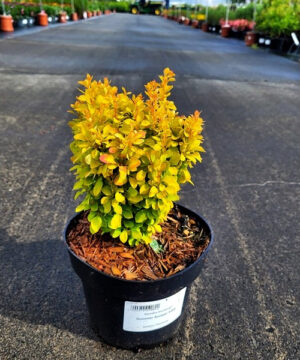 Berberis thunbergii - Berberys thunberga Summer Sunset