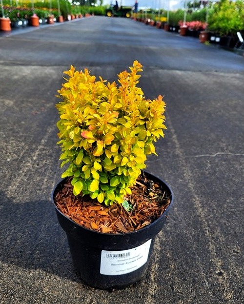 Berberis thunbergii - Berberys thunberga Summer Sunset