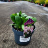 Bergenia - Bergenia Dragonfly Angel Kiss