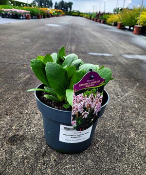 Bergenia - Bergenia Dragonfly Angel Kiss