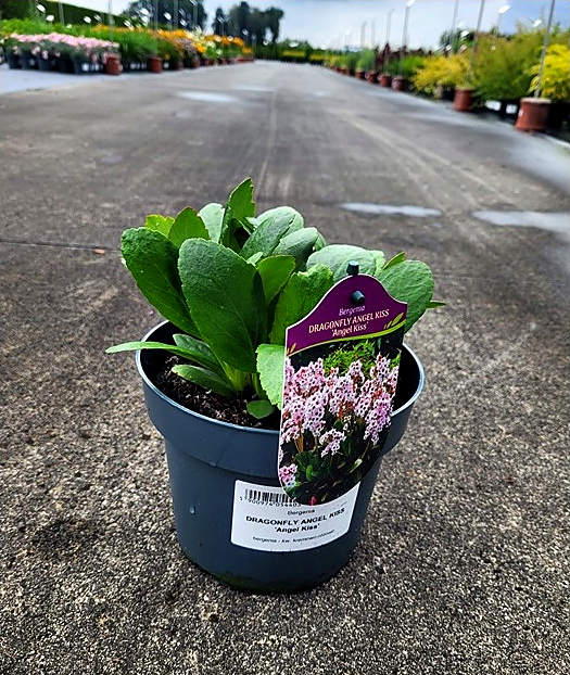 Bergenia - Bergenia Dragonfly Angel Kiss