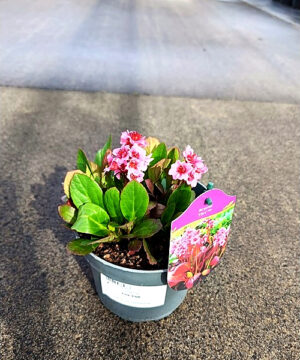 Bergenia - Bergenia Flirt